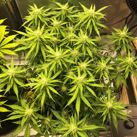 Pineapple Express Auto growlog timeline photo