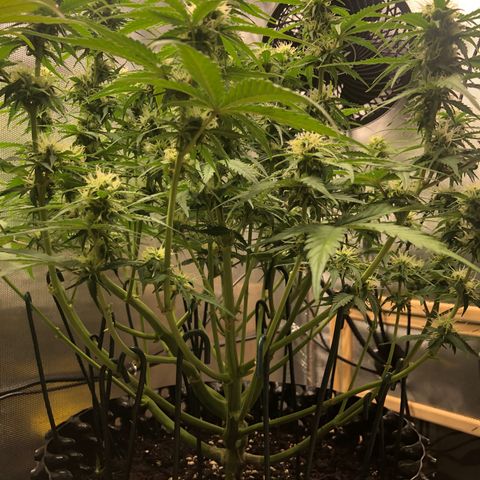 Pineapple Express Auto growlog timeline photo