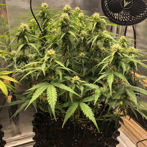 Pineapple Express Auto growlog timeline photo