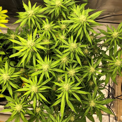 Pineapple Express Auto growlog timeline photo
