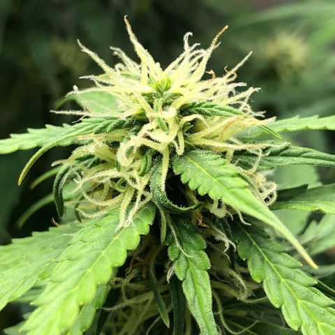 Pineapple Express Auto growlog timeline photo