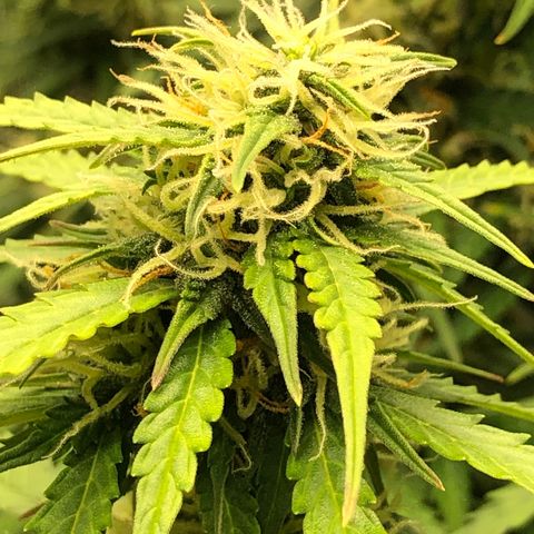 Pineapple Express Auto growlog timeline photo