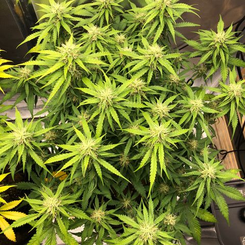 Pineapple Express Auto growlog timeline photo