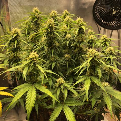 Pineapple Express Auto growlog timeline photo