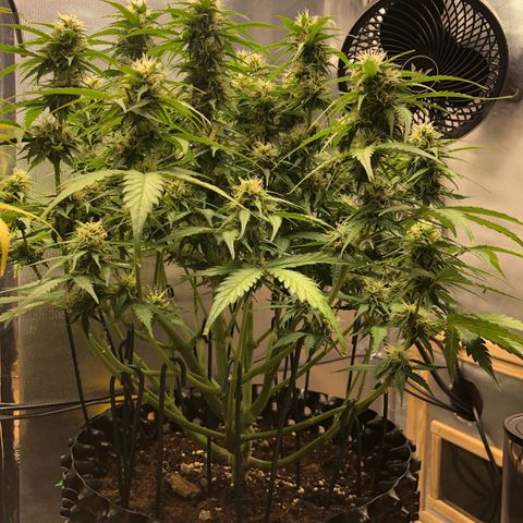 Pineapple Express Auto growlog timeline photo