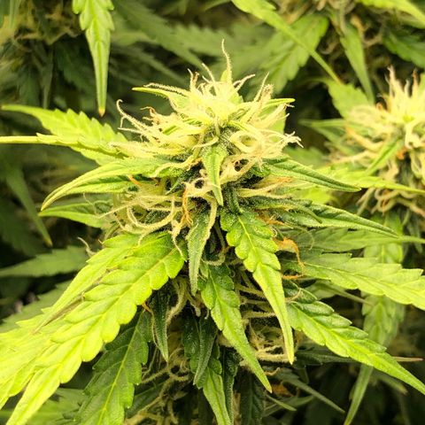 Pineapple Express Auto growlog timeline photo