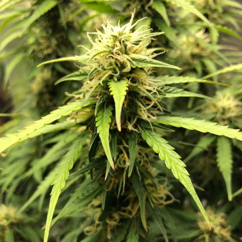 Pineapple Express Auto growlog timeline photo