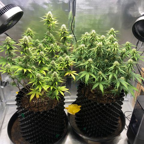 Pineapple Express Auto growlog timeline photo