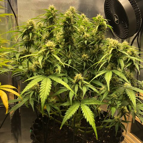 Pineapple Express Auto growlog timeline photo