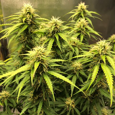 Pineapple Express Auto growlog timeline photo