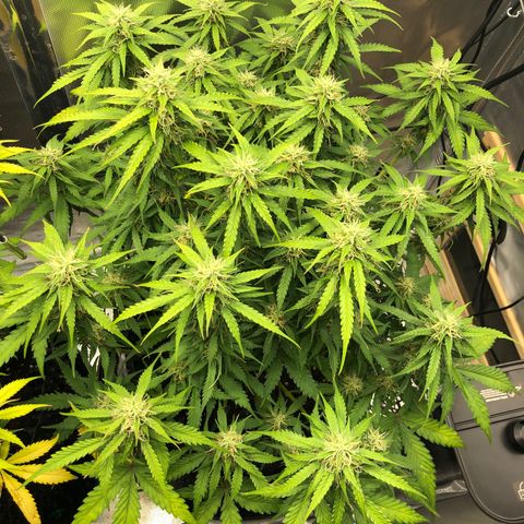 Pineapple Express Auto growlog timeline photo