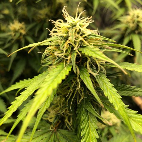 Pineapple Express Auto growlog timeline photo