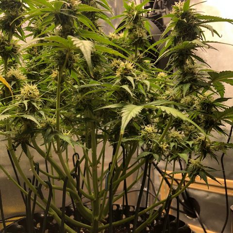 Pineapple Express Auto growlog timeline photo