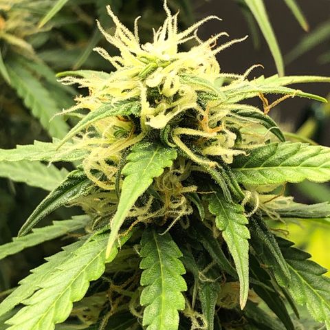 Pineapple Express Auto growlog timeline photo