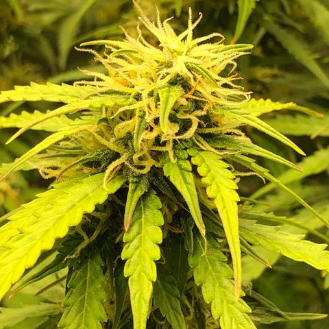 Pineapple Express Auto growlog timeline photo