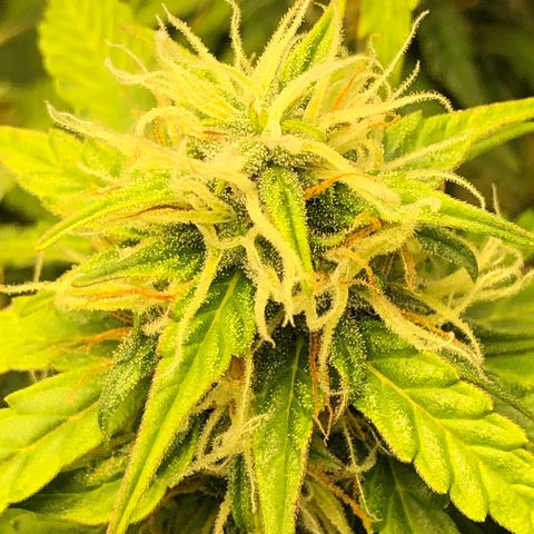 Pineapple Express Auto growlog timeline photo