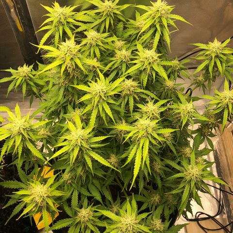 Pineapple Express Auto growlog timeline photo