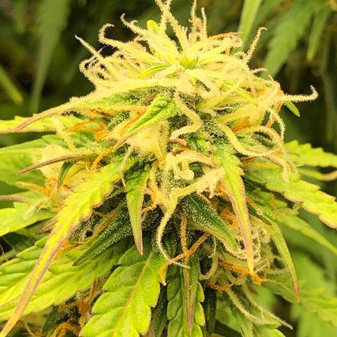 Pineapple Express Auto growlog timeline photo