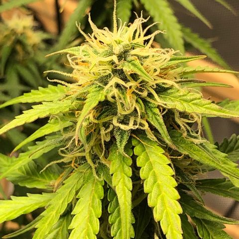 Pineapple Express Auto growlog timeline photo