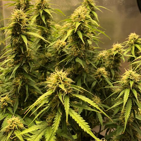 Pineapple Express Auto growlog timeline photo