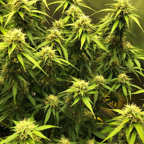 Pineapple Express Auto growlog timeline photo