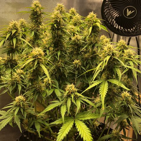Pineapple Express Auto growlog timeline photo