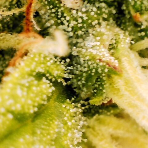 Pineapple Express Auto growlog timeline photo