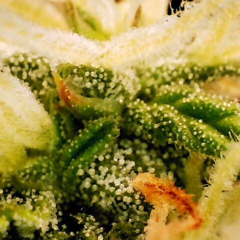 Pineapple Express Auto growlog timeline photo