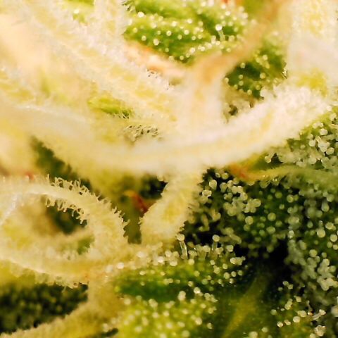Pineapple Express Auto growlog timeline photo