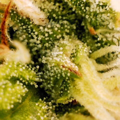 Pineapple Express Auto growlog timeline photo