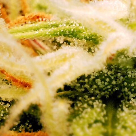Pineapple Express Auto growlog timeline photo