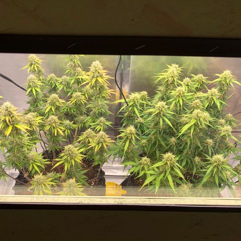Pineapple Express Auto growlog timeline photo