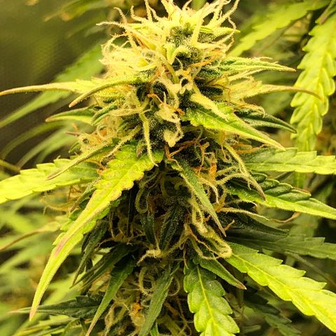 Pineapple Express Auto growlog timeline photo
