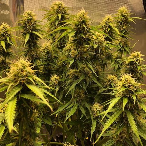Pineapple Express Auto growlog timeline photo