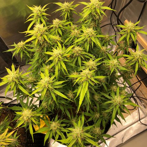 Pineapple Express Auto growlog timeline photo