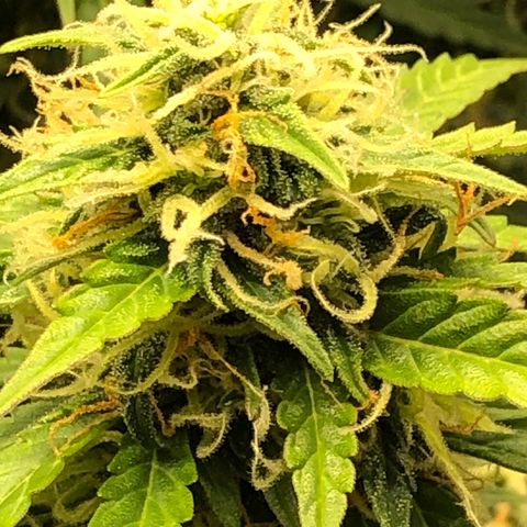 Pineapple Express Auto growlog timeline photo