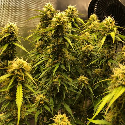 Pineapple Express Auto growlog timeline photo