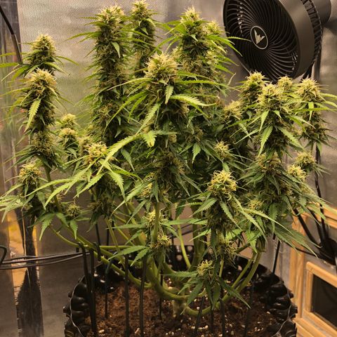 Pineapple Express Auto growlog timeline photo