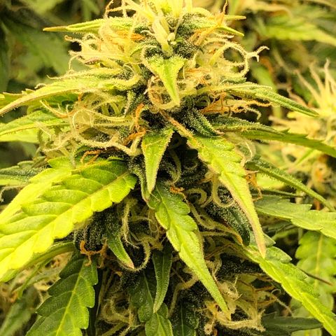 Pineapple Express Auto growlog timeline photo