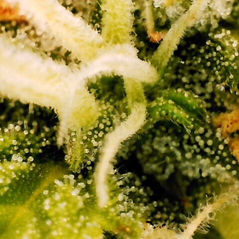 Pineapple Express Auto growlog timeline photo