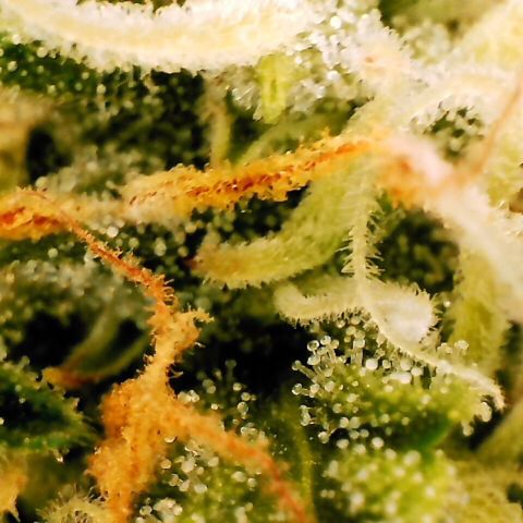Pineapple Express Auto growlog timeline photo