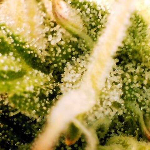 Pineapple Express Auto growlog timeline photo
