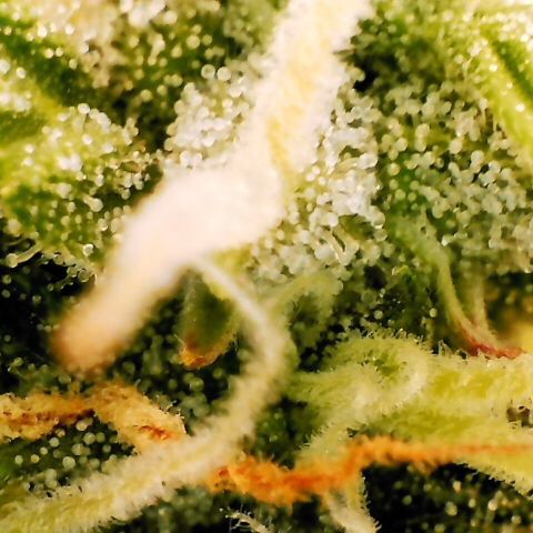 Pineapple Express Auto growlog timeline photo