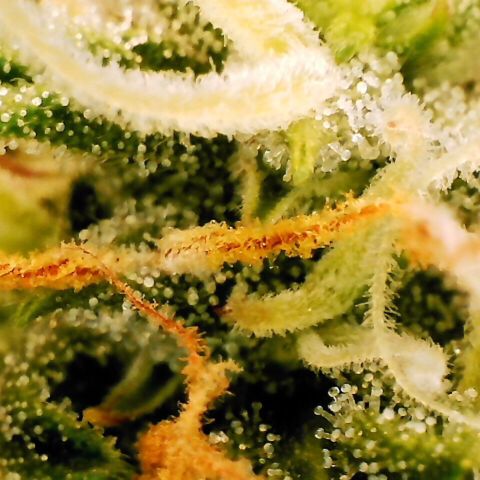 Pineapple Express Auto growlog timeline photo