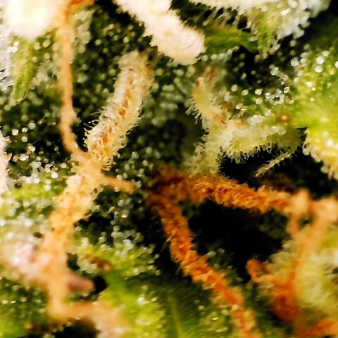 Pineapple Express Auto growlog timeline photo