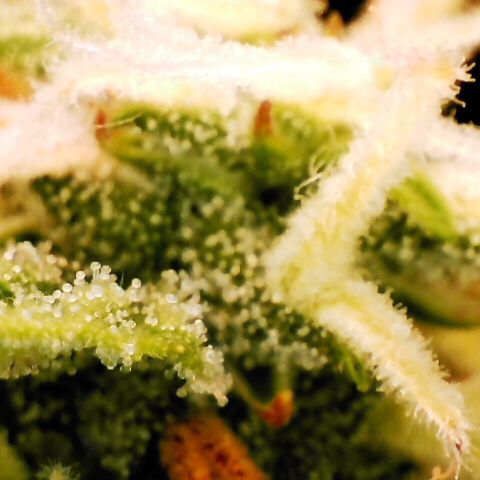 Pineapple Express Auto growlog timeline photo