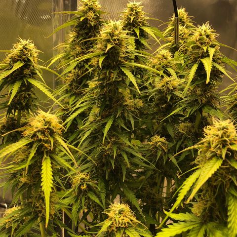 Pineapple Express Auto growlog timeline photo