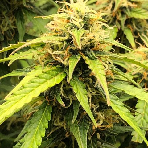Pineapple Express Auto growlog timeline photo