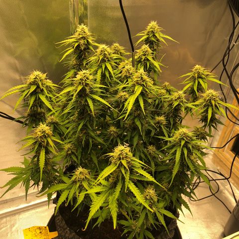 Pineapple Express Auto growlog timeline photo