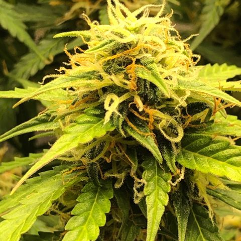 Pineapple Express Auto growlog timeline photo